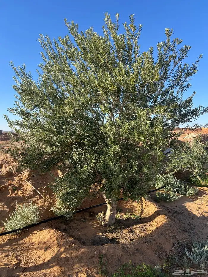 أشجار زيتون مثمرة للبيع 22