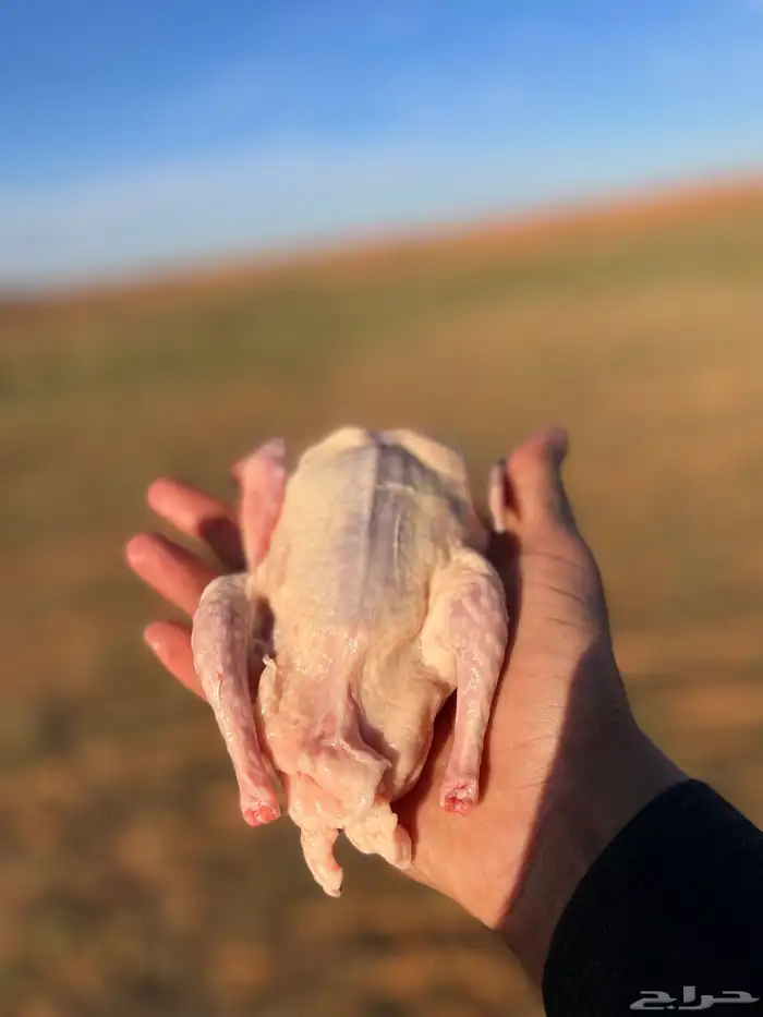 زغليل فرنسي 8