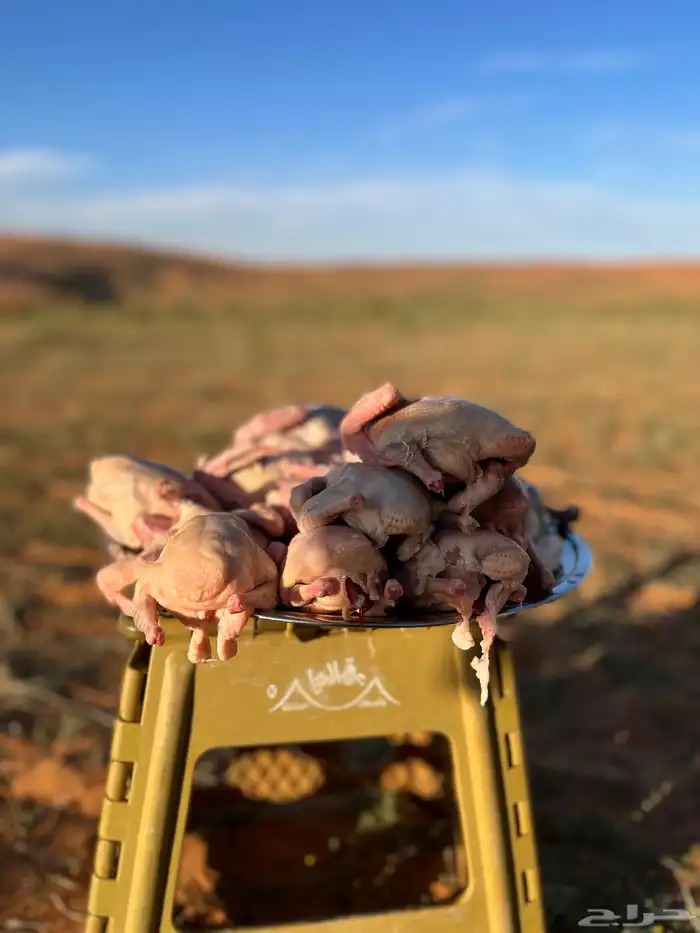 زغليل فرنسي 6