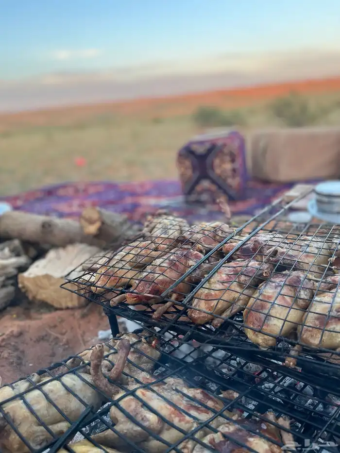 زغليل فرنسي 4