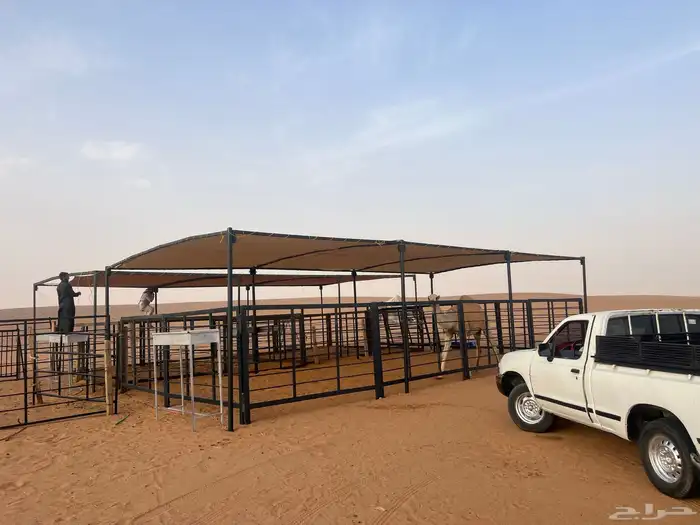 شبوك ابل شبوك غنم مضلا ابل مضللة غنم وبل 7