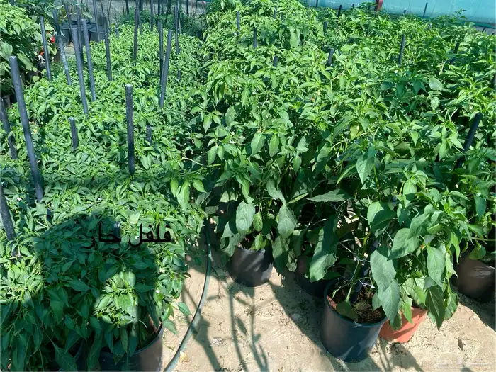 شتلة فلفل حار 0