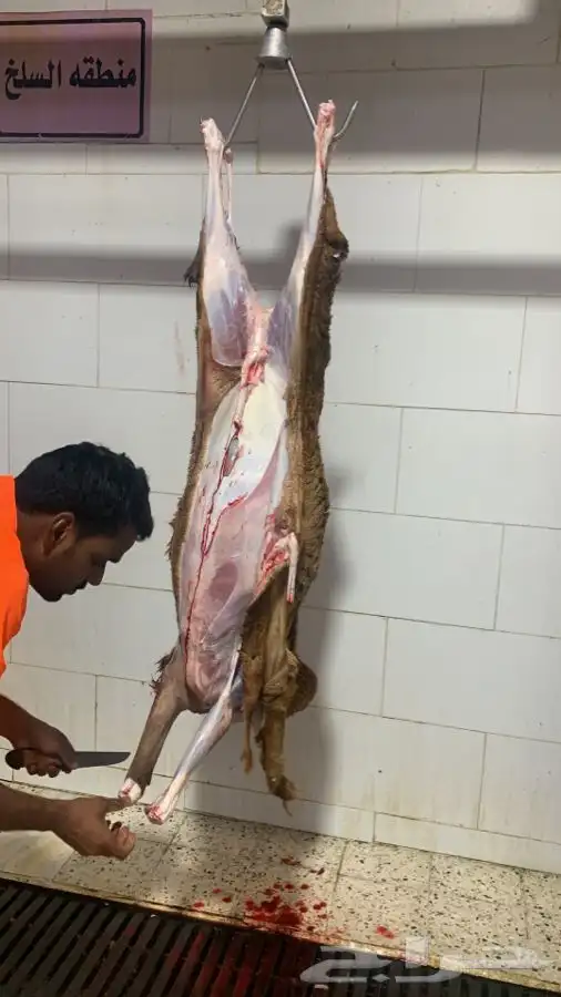 ذبايح طيبه مقفله لحم وشحم وشي فاخر من الاخر 1