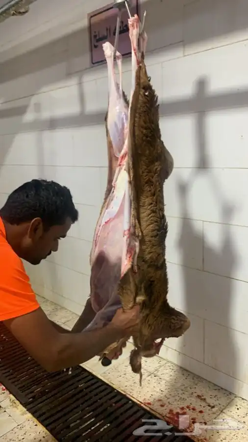 ذبايح طيبه مقفله لحم وشحم وشي فاخر من الاخر 0