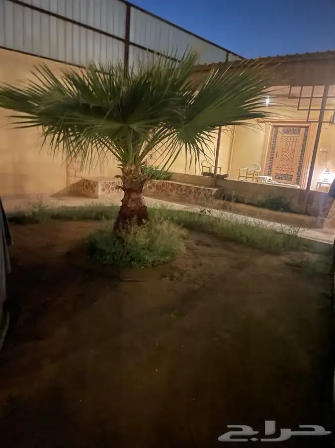 نخل وشونطنيا 3