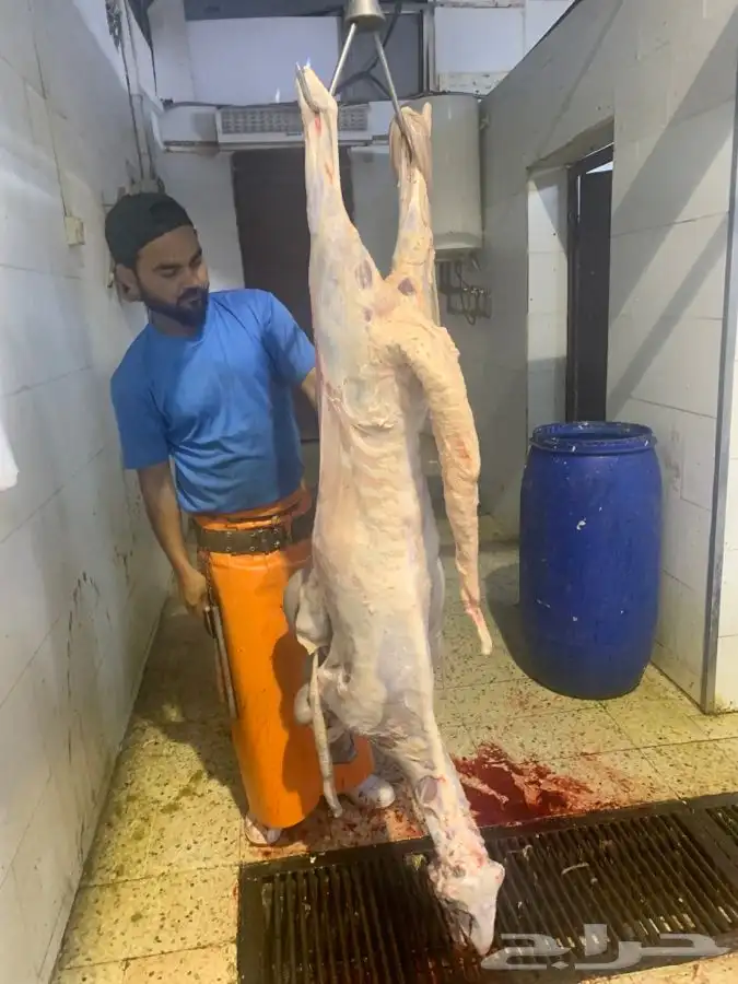 ذبايح طيبه مقفله لحم وشحم وشي فاخر من الاخر 32