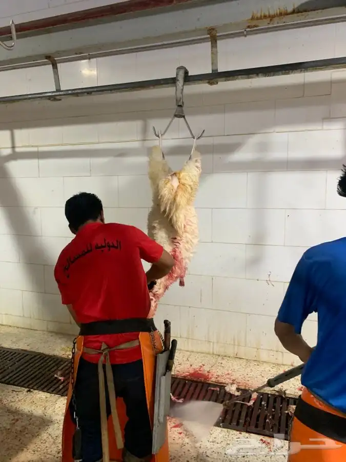 ذبايح طيبه مقفله لحم وشحم وشي فاخر من الاخر 4