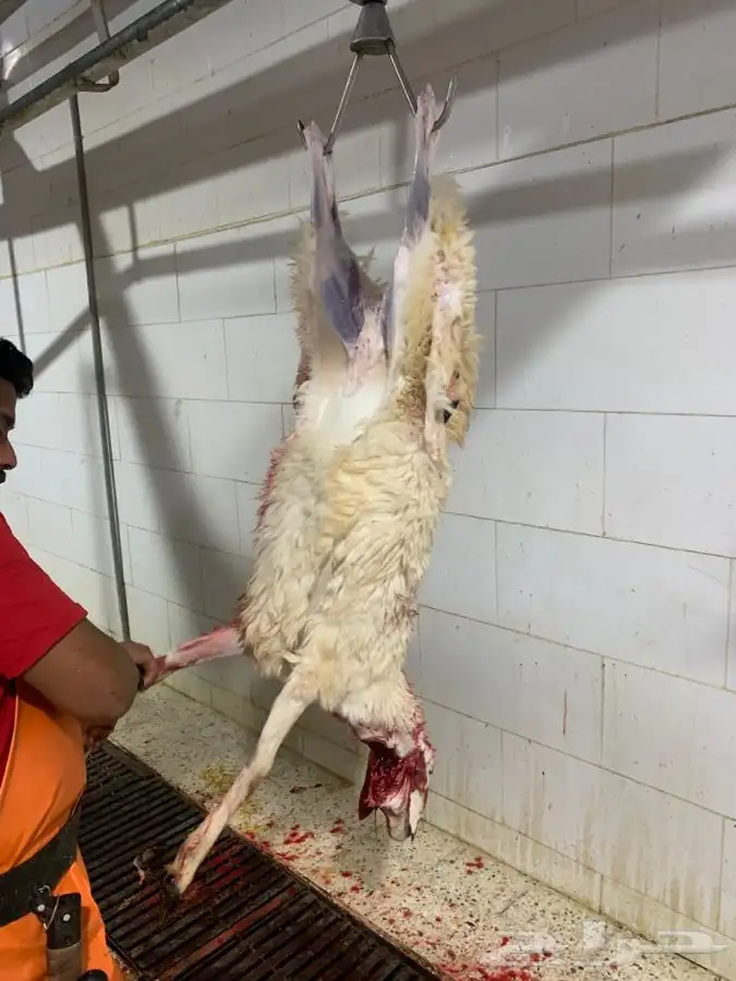 ذبايح طيبه مقفله لحم وشحم وشي فاخر من الاخر 5