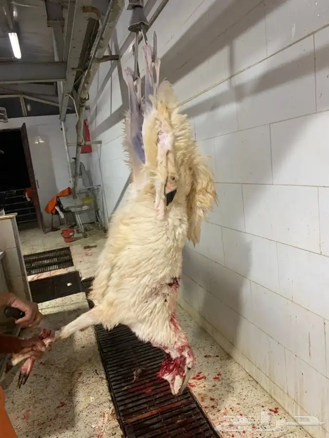 ذبايح طيبه مقفله لحم وشحم وشي فاخر من الاخر 6