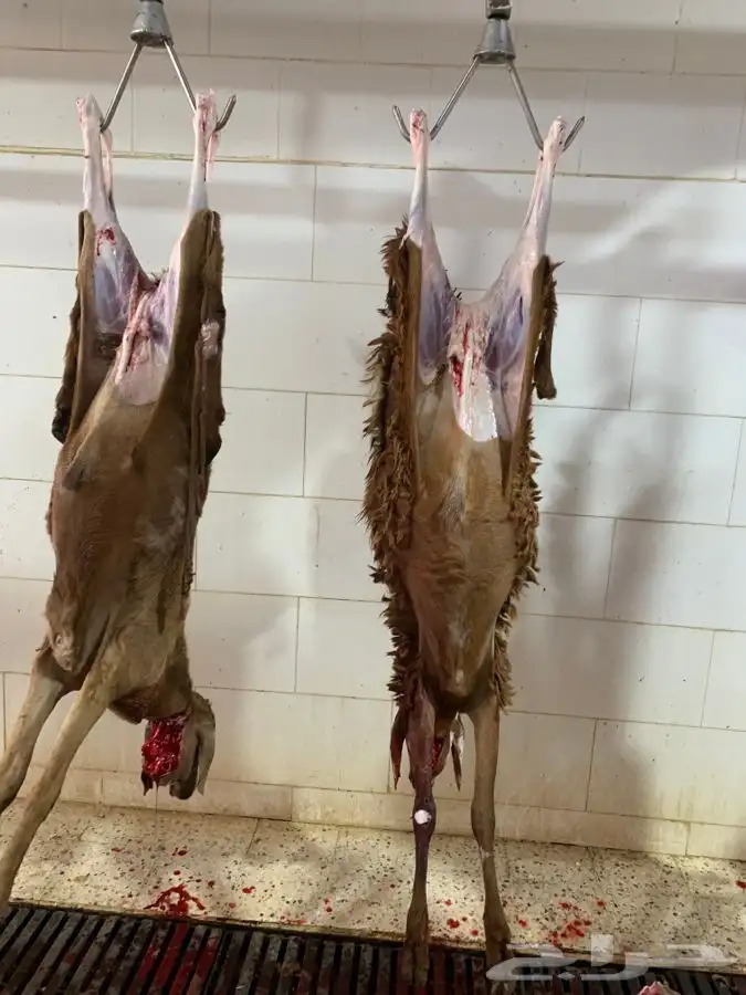 ذبايح طيبه مقفله لحم وشحم وشي فاخر من الاخر 14