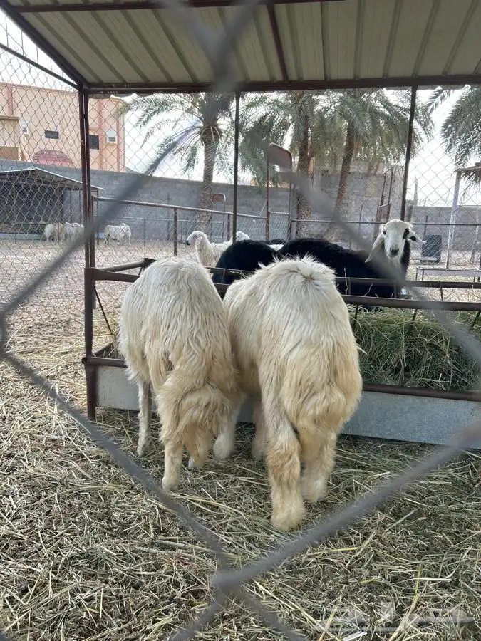 خرفان بلديه صفر نجران وتيوس بلديه دغس 26