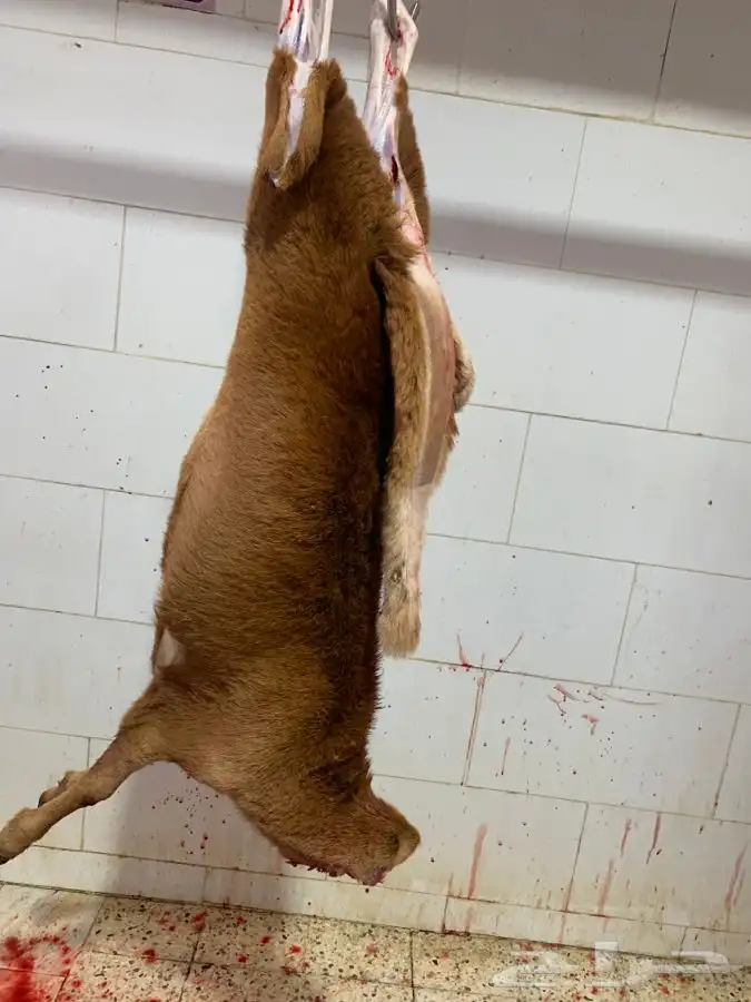 ذبايح طيبه مقفله لحم وشحم وشي فاخر من الاخر 23