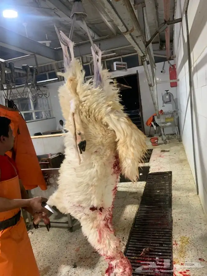 ذبايح طيبه مقفله لحم وشحم وشي فاخر من الاخر 3