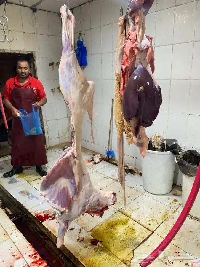 ذبايح طيبه مقفله لحم وشحم وشي فاخر من الاخر 31