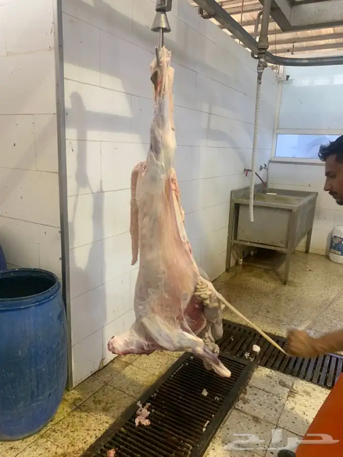 ذبايح طيبه مقفله لحم وشحم وشي فاخر من الاخر 27