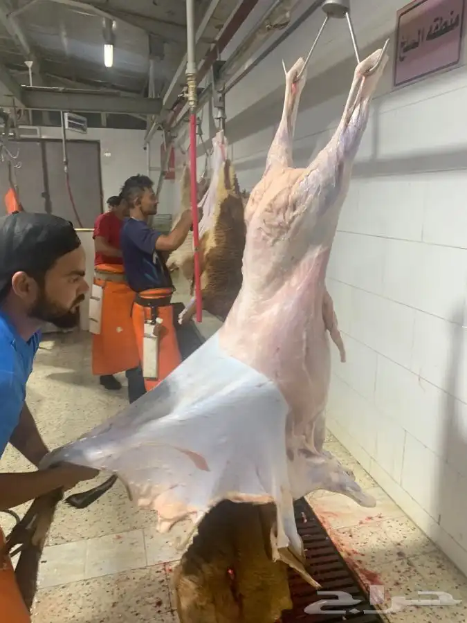 ذبايح طيبه مقفله لحم وشحم وشي فاخر من الاخر 34