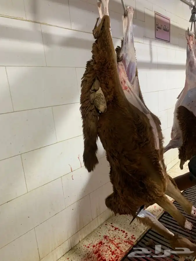 ذبايح طيبه مقفله لحم وشحم وشي فاخر من الاخر 9