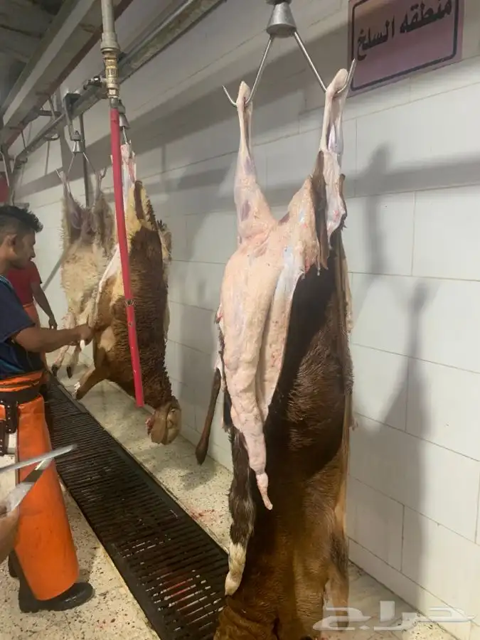 ذبايح طيبه مقفله لحم وشحم وشي فاخر من الاخر 35