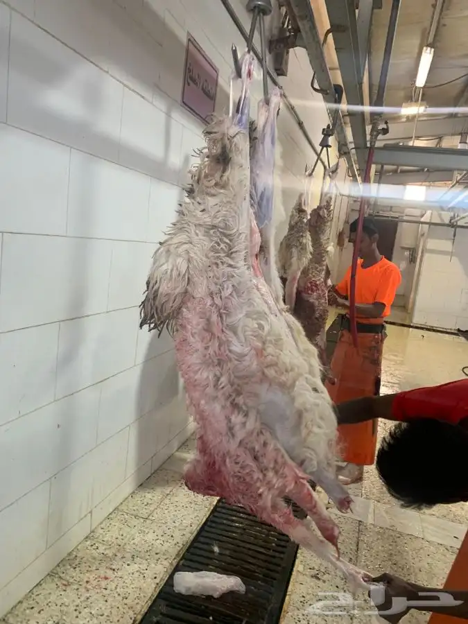 ذبايح طيبه مقفله لحم وشحم وشي فاخر من الاخر 28