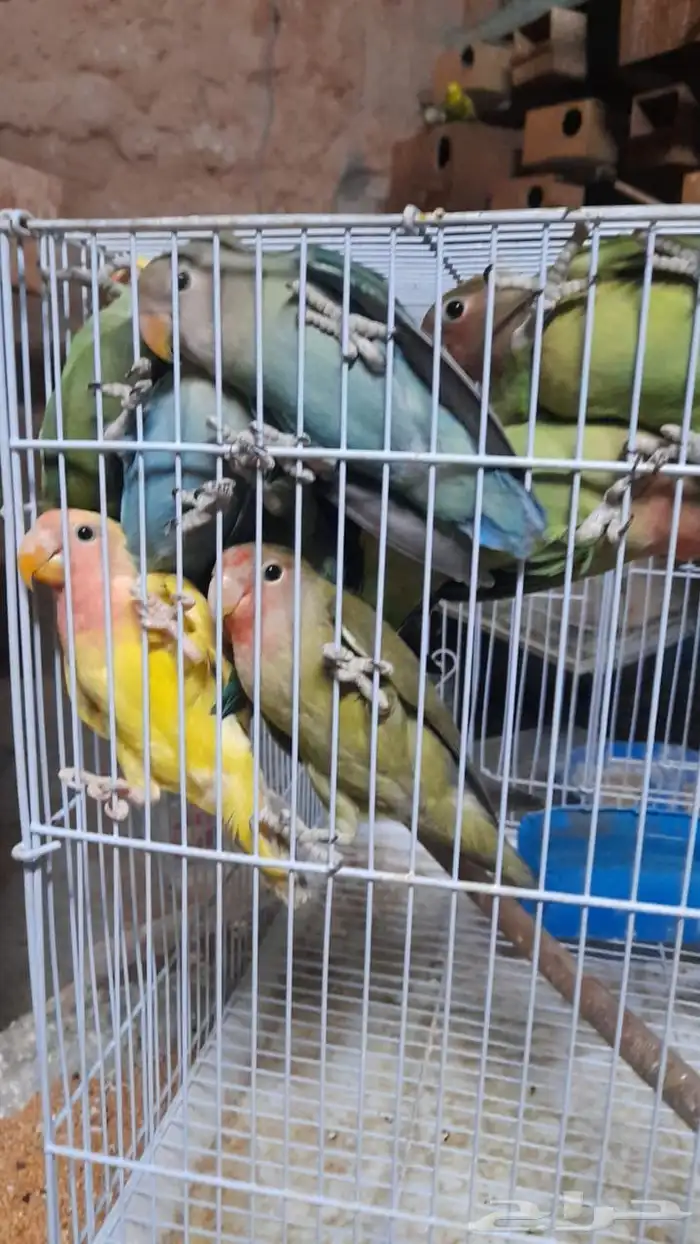 فراخه روز كبار 0