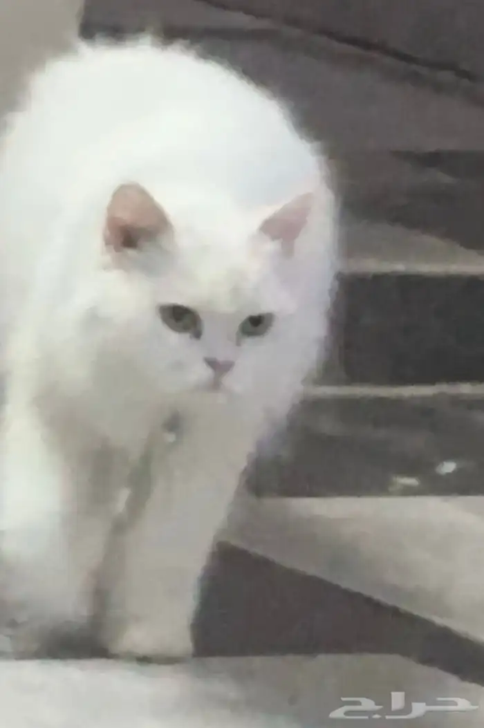 قطة آنثى شيرازي 0