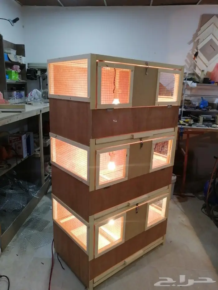 حضانة صوص إنتاج دواجن 1