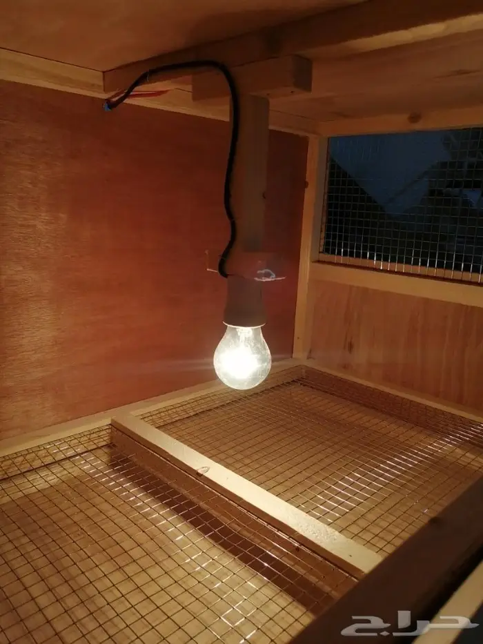 حضانة صوص إنتاج دواجن 4