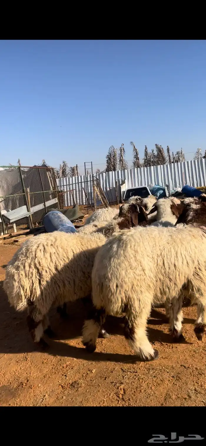 نعيم للبيع مع الصلخ والتوصيل 4