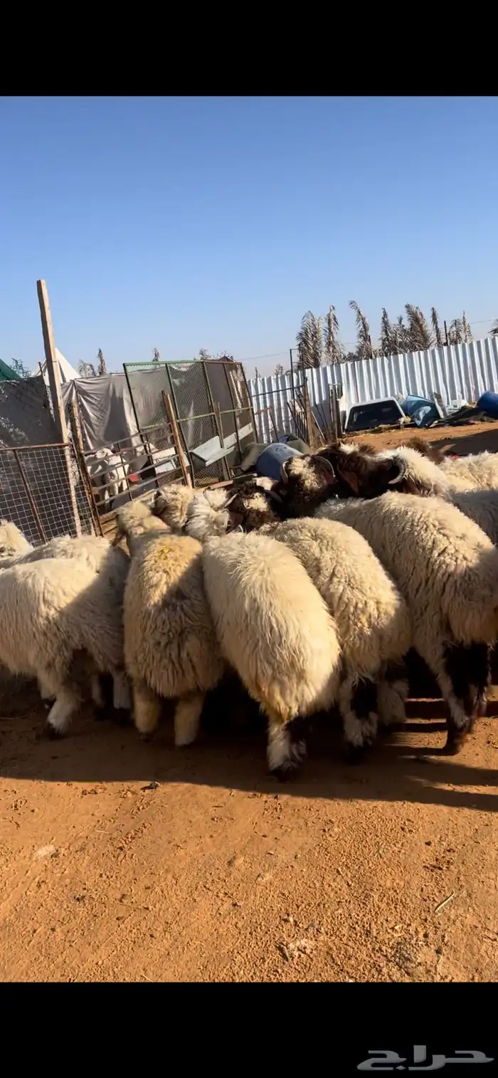 نعيم للبيع مع الصلخ والتوصيل 0