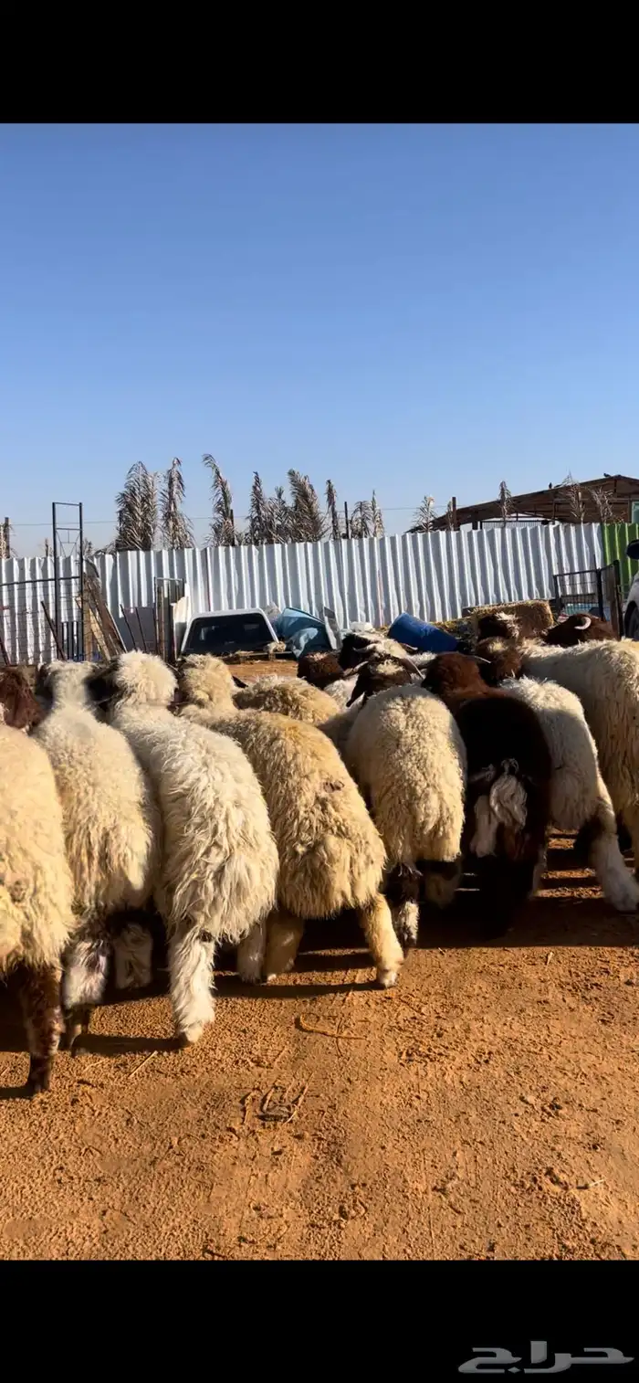 نعيم للبيع مع الصلخ والتوصيل 6