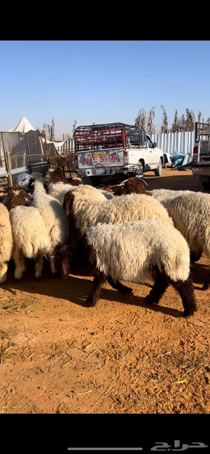 نعيم للبيع مع الصلخ والتوصيل 8