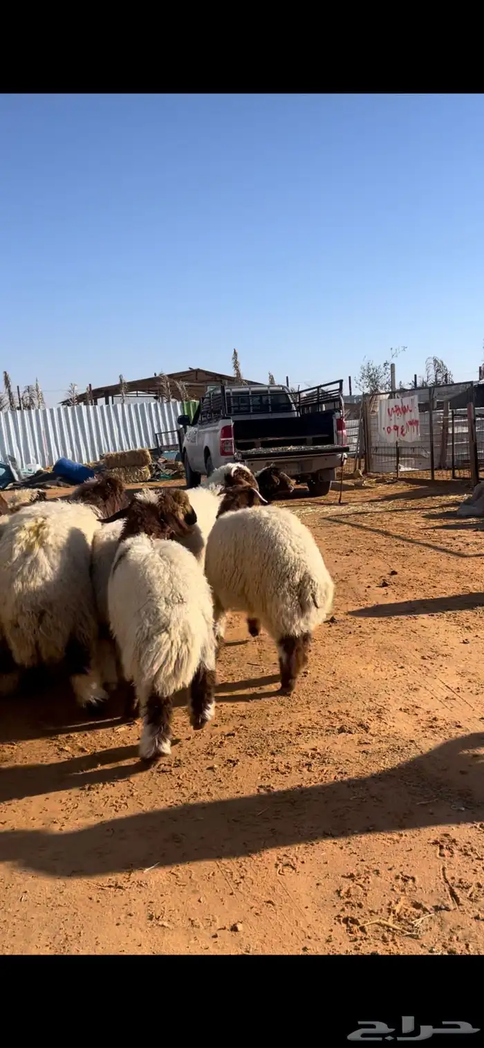 نعيم للبيع مع الصلخ والتوصيل 1