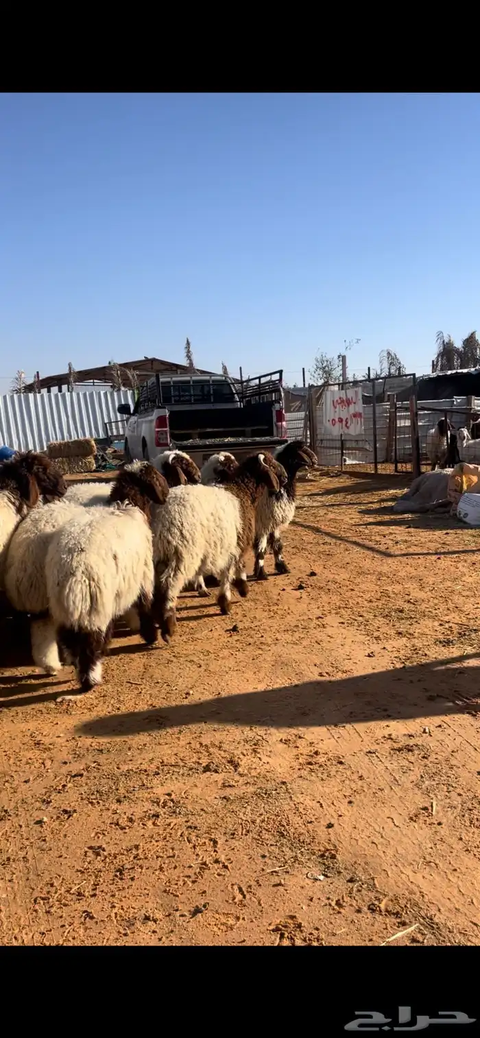 نعيم للبيع مع الصلخ والتوصيل 2