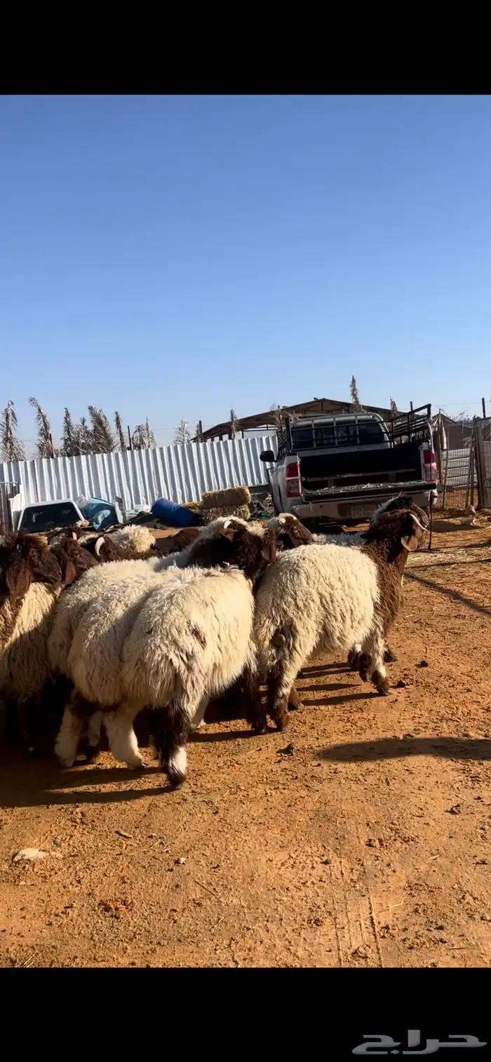 نعيم للبيع مع الصلخ والتوصيل 5