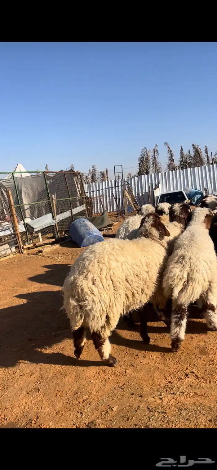 نعيم للبيع مع الصلخ والتوصيل 3