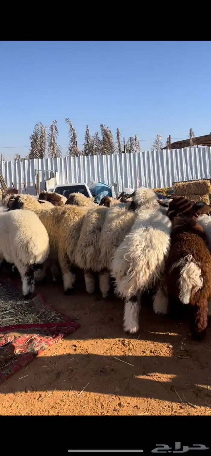 نعيم للبيع مع الصلخ والتوصيل 7