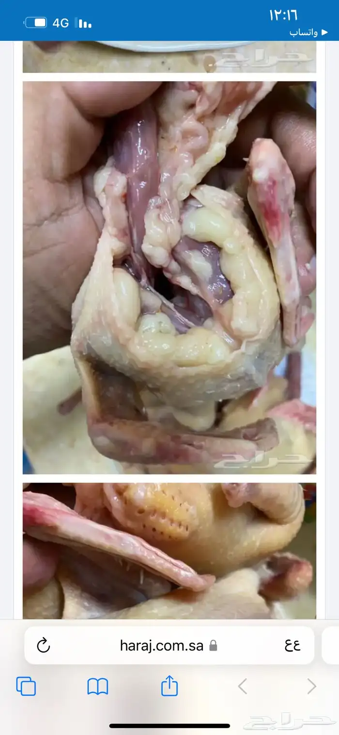 زغليل فرنسي 10