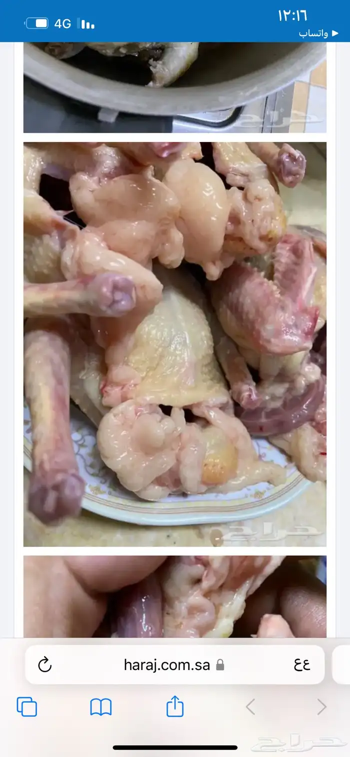 زغليل فرنسي 9