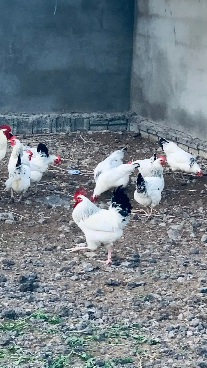 نوادر دجاج فرنسي كولمبي سلالة نقية البيع جملة 1