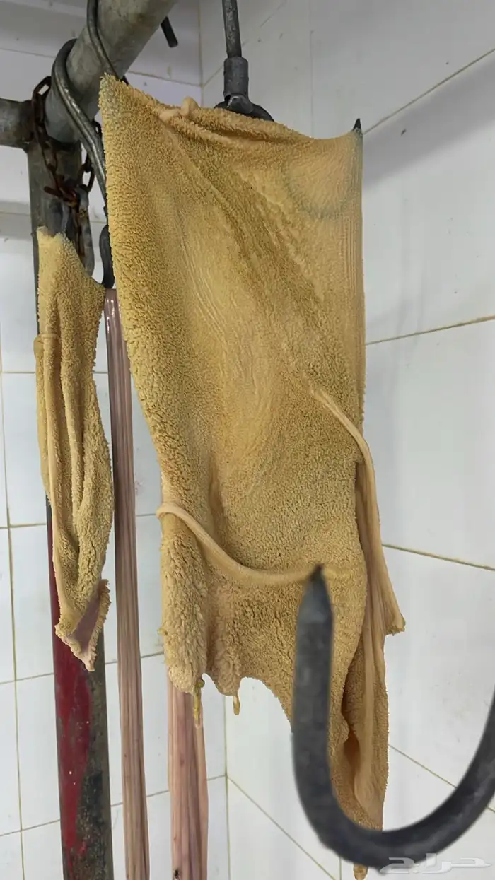 ذبيحتك واصلتك لباب البيت نعيمي و حري 6