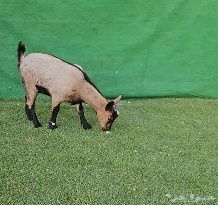 معزاء ماعز قزم بهم ماعز قزم 0