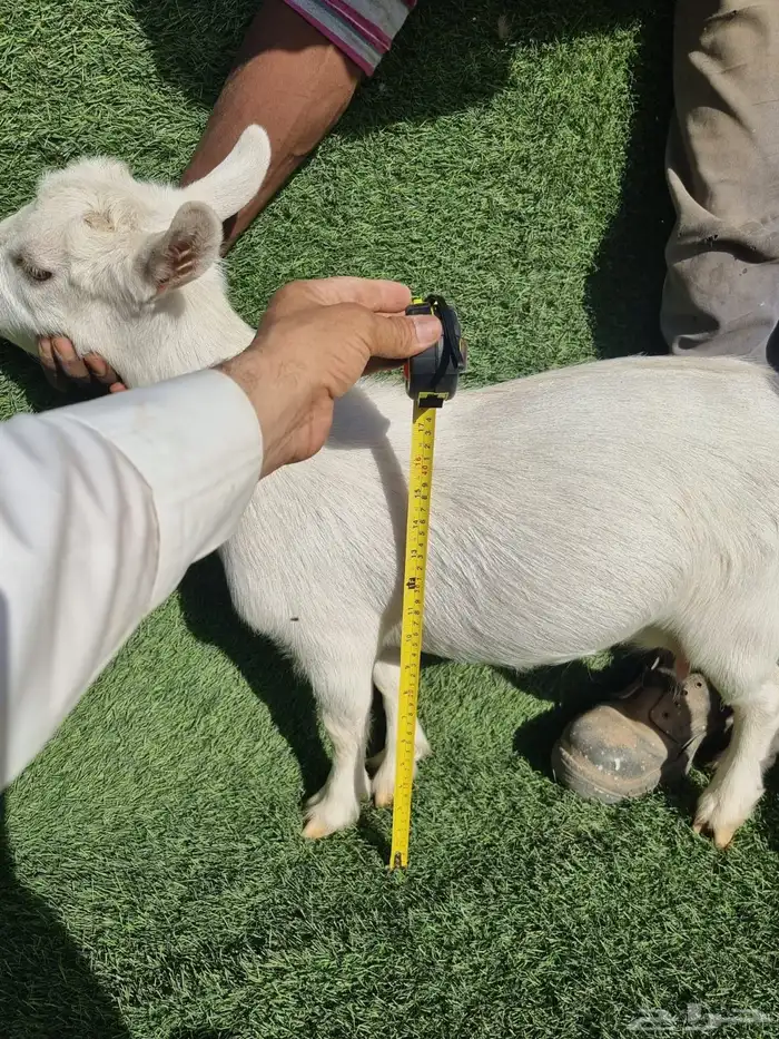 معزاء ماعز قزم بهم ماعز قزم 31