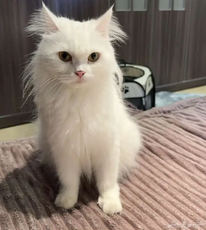 تبني قطط الاحساء شيرازي 0