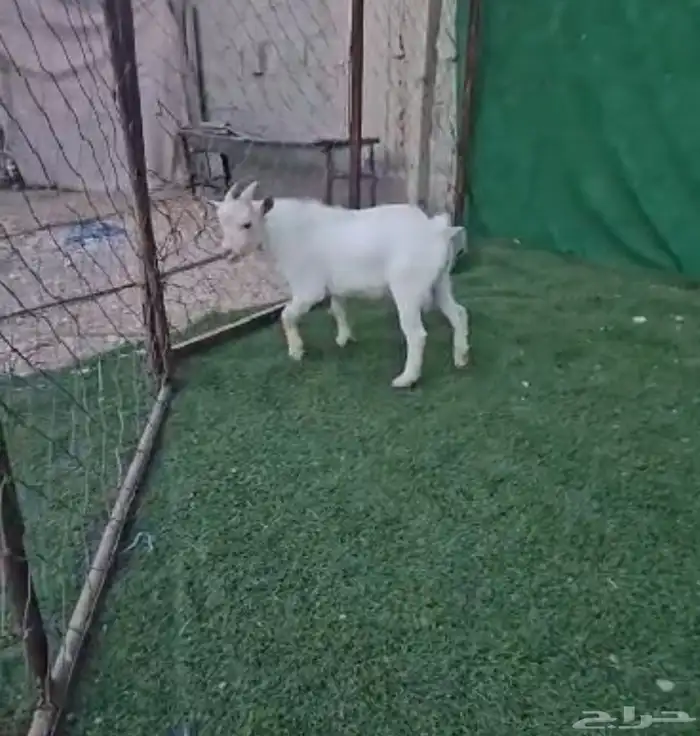معزاء ماعز قزم بهم ماعز قزم 15