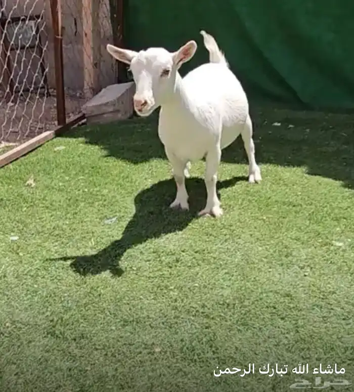 معزاء ماعز قزم بهم ماعز قزم 9