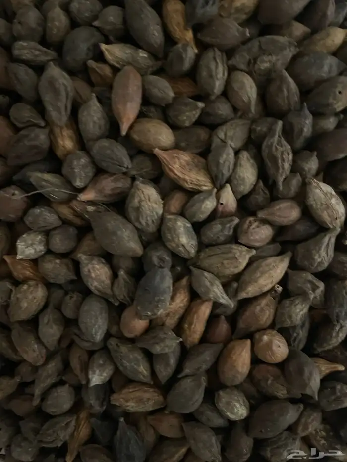 بذور ترمناليا منتالي جديد 0