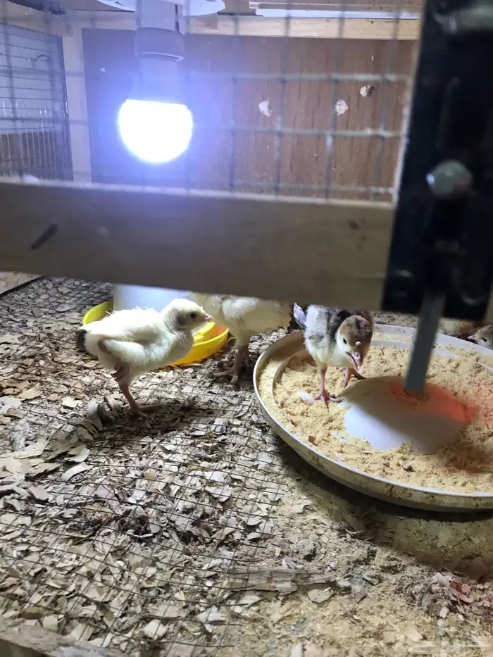 صوص رومي للبيع تم البيع 3