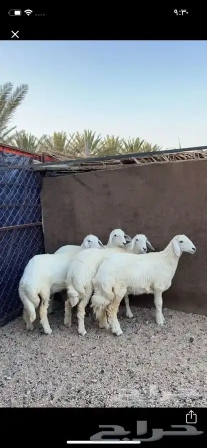 طليان حري ومصلخ بلموقع 0