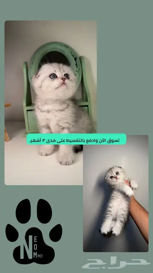 سكوتش فولد سلفر قولد انثى ذكر قطط للبيع شيرازي هملايا قطه 1