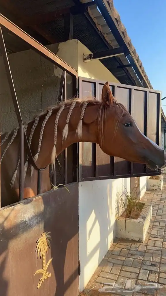 جرب ركوب الخيل في منتجع ومربط خاص 3